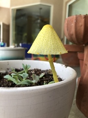 Leucocoprinus birnbaumii image