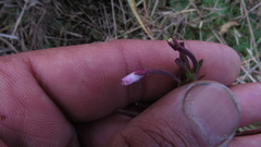 Epilobium denticulatum