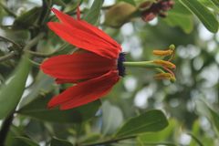 Passiflora manicata
