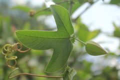 Passiflora manicata