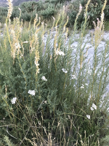 German false tamarisk (Myricaria germanica)