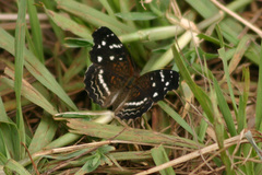 Anthanassa argentea