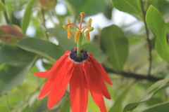Passiflora manicata