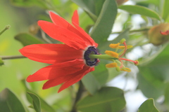 Passiflora manicata