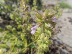 Stachydeae