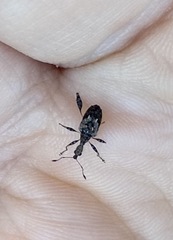 Stephanorhynchus lawsoni