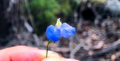 Comesperma sphaerocarpum