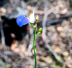 Comesperma sphaerocarpum