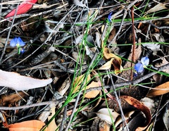 Comesperma sphaerocarpum