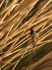 Eutanyacra licitatoria