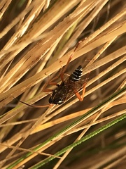 Eutanyacra licitatoria