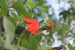 Passiflora manicata