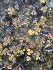 Hydrocotyle sulcata