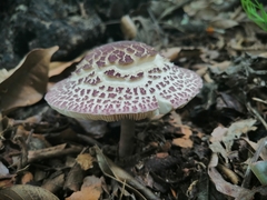 Leucoagaricus lilaceus