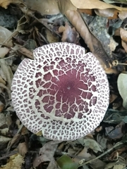 Leucoagaricus lilaceus