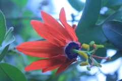 Passiflora manicata