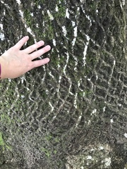 Carya glabra megacarpa