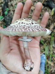 Leucoagaricus lilaceus