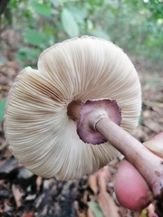 Leucoagaricus lilaceus