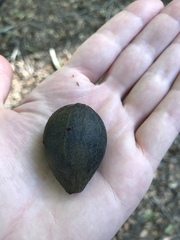 Carya glabra megacarpa