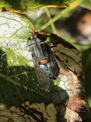 Helophilus hochstetteri