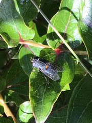 Helophilus hochstetteri