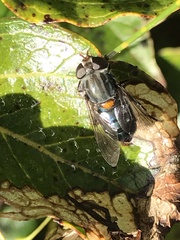Helophilus hochstetteri