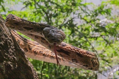 Trimorphodon biscutatus