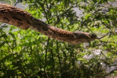 Trimorphodon biscutatus