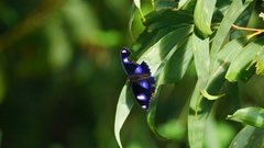 Hypolimnas bolina nerina