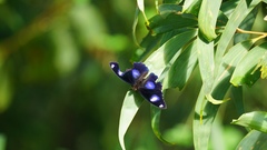 Hypolimnas bolina nerina