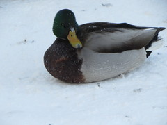 Anas platyrhynchos
