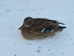 Anas platyrhynchos