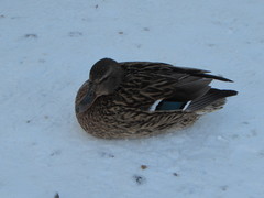 Anas platyrhynchos