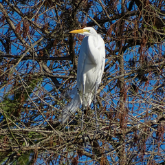 Ardea alba