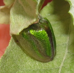 Basipta stolida