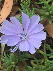 Cichorium intybus