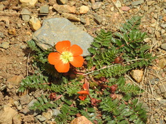 Hypseocharis pimpinellifolia
