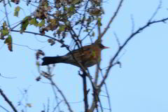 Turdus rufopalliatus