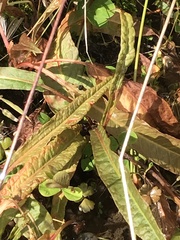 Rumex flexuosus