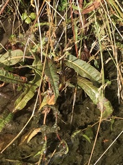 Rumex flexuosus