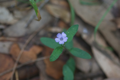 Brunoniella