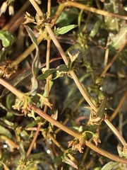 Rumex flexuosus