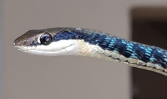 Dendrelaphis pictus