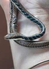 Dendrelaphis pictus