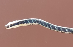 Dendrelaphis pictus