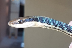 Dendrelaphis pictus