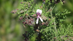 Pelargonium radens
