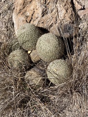 Coryphantha recurvata recurvata