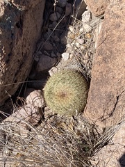 Coryphantha recurvata recurvata